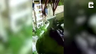 Heart stopping moment man falls in the water filled with alligators