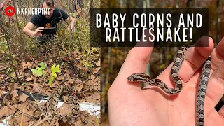 Finding Baby Corn Snakes and Timber Rattlesnake in the Wild! Fall Snake Hunting in Georgia