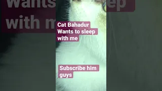 Funny Cats Sleeping in Weird Positions Compilation Bahadur #catfunnyshorts #catshorts #thecatbahadur