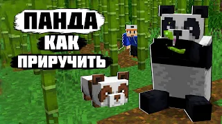 Как Приручить Панду в Майнкрафте? Панды в Minecraft