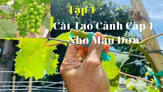 Tập 1 Cắt Tạo Cành Cấp 1 Cây Nho Mẫu Đơn Hàn Quốc