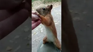 Белка и орех / Squirrel and nut