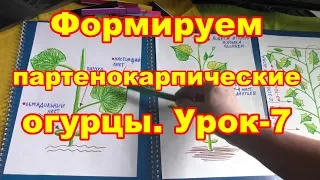 Формируем партенокарпические огурцы. Урок 7