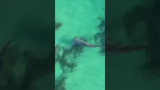 Shark vs shark. Great Hammerhead stalks Blacktip