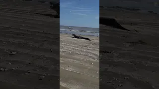 Southeast Texas beaches 😂Gator crushing a bull redfish #gulfcoast #sabinepass #fishing #aligator