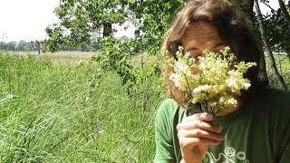 Mädesüß (Filipendula ulmaria) - Standort, Bestimmung, Inhaltsstoffe, Wirkung, Verwendung, Geschichte