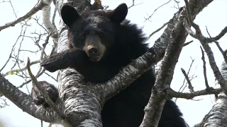 Black Bear Climbs High Into A Poplar.