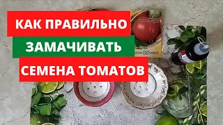 Как правильно замачивать семена томатов