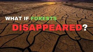 What Would Happen If Forests Disappear From The Earth?