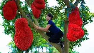 Harvest Red Jack Fruit Goes To Market Sell | Gardening And Cooking | Lý Song Ca