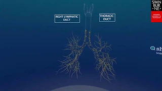 Lymphatic Drainage of the Lungs - ShareCare VR App