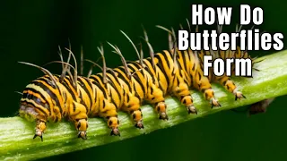 How Do BUTTERFLIES Form