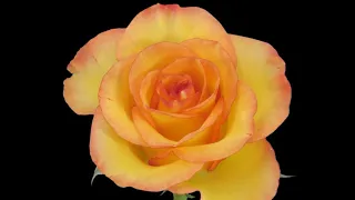 Rose Blooming Time Lapse