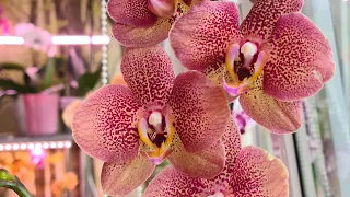 Обзор моей северной цветочной лоджии🌱🦋🌺 Новинки - Тулон👍 домашние орхидеи в цвету🌼