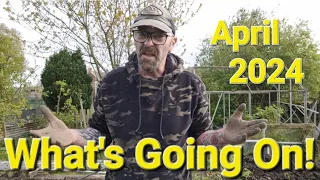 What's Happening? Is it JUST ME! Daves Allotment Garden. April 2024