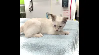 Video of adoptable pet named Sunny