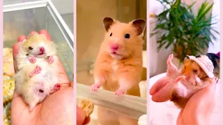 Funny and Cute Hamster Videos Compilation - Funniest Hamsters Of All Time 2022 - #14