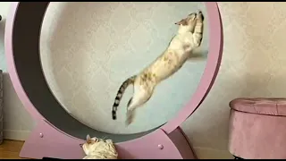 Бенгальский кот в колесе. Снежные Бенгалы || Snow Bengal cat in a wheel