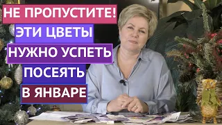 ВНИМАНИЕ! КАКИЕ ЦВЕТЫ ПОСЕЯТЬ В ЯНВАРЕ 2022!