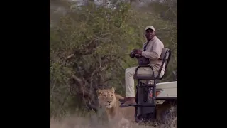 A lion sneaks up on a safari group