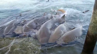 Malediven schnorcheln Hai Fütterung Rihiveli / Maledives snorkeling feeding Shark Stingray Sharks