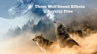 Three Wolf Sound Effects (Royalty Free)