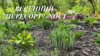 Как выглядят хосты весной