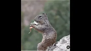 Squirrel eating a lizard?