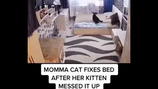 Кошка поправляет постель за котёнком. Momma cat fixes bed after her kitten messed it up.