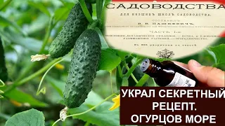 УКРАЛ СЕКРЕТ Садовода как вырастить в 5 раз больше ОГУРЦОВ