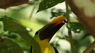 EXCLUSIVE BIRDS COLLECTION 8K ULTRA HD