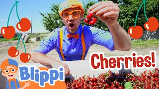 Blippi Visits a Cherry Farm! | Blippi Full Episodes | Healthy Eating for Children | Blippi Toys