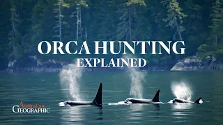 EXPLAINED: Orca Hunting