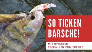 So ticken Barsche! Kampf mit den Stachelrittern