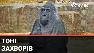 У Київському зоопарку захворів горила на ім'я Тоні