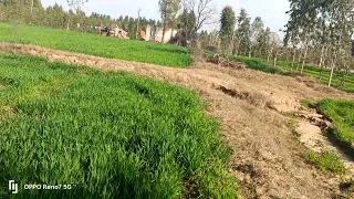 1.5 Killa agriculture land for sale in District Hoshiarpur near to chhabewal con 9316167007