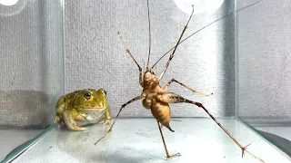 Big and thorny ... dangerous / Pacman frog , African bullfrog【LIVE FEEDING】