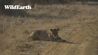 WildEarth - Sunset Safari - 6 July 2023