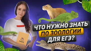 Что нужно знать по зоологии для ЕГЭ? | Биология ЕГЭ 2023 | Умскул