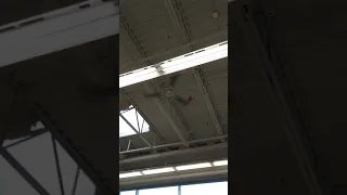 Latex Rubber Chicken V.S. Ceiling Fan 2/2