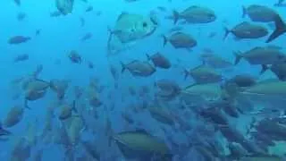 Best Of Cocos Island Scuba Diving, Costa Rica