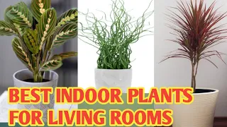 BEST INDOOR PLANTS FOR LIVING ROOMS/TOP HOUSEPLANTS @margiepulido21