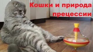 Кошки и природа прецессии