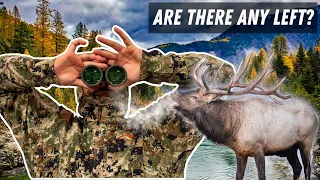DID ALL THE ANIMALS DIE? | WHAT I HAVE SEEN, Colorado Hunting Update, Winter Kill, and Herd Numbers
