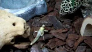 leopard gecko vs cricket