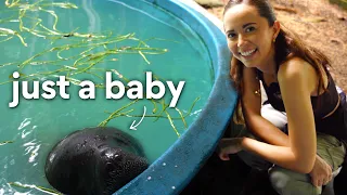 bottle feeding baby manatees in Brazil