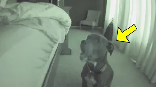 Dog Does Something Strange Every Night. Dad Takes Him To The Shelter And Learns Something Shocking