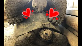 Galapagos Giant Tortoise MATING