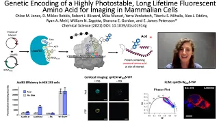 Genetic Encoding of Photostable, Long Lifetime Fluorescent Amino Acid for Imaging in Mammalian Cells