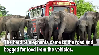 The herd of elephants came to the road and begged for food from the vehicles.